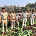 କଟକ ଜିଲ୍ଲା ରେ ଅଫିମ ଚାଷ, |