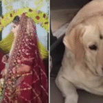 କୁକୁରକୁ ବାଡ଼େଇବାରୁ ଭାଙ୍ଗିଗଲା ବାହାଘର |