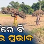 ଗ୍ୟାସ୍‌ ଯୋଗାଣରେ ସଙ୍କଟ: ଜଙ୍ଗଲରୁ କାଠ ସଂଗ୍ରହ ନ କଲେ ଜନଜାତିଙ୍କ ଚୁଲି ଜଳେ ନାହିଁ ।