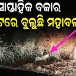 ଥୁଆମୂଳ ରାମପୁରରେ ବାଘ ଆତଙ୍କ: ଜନଗହଳିପୂର୍ଣ୍ଣ ସାପ୍ତାହିକ ବଜାର ନିକଟରେ ବୁଲୁଛି ମହାବଳ, ଭୟଭୀତ ଅଞ୍ଚଳବାସୀ…