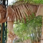 ପୁଣି ଠିଆ ହେଲା ଦନ୍ତା ହାତୀ ରାମୁ