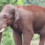 ଚାନ୍ଦିପୁରରେ ହାତୀ ଆତଙ୍କ, ଭୟରେ ଘର ଛାଡି ଦୂରକୁ ପଳାଉଛନ୍ତି ଗାଁ ଲୋକ