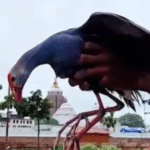 ଶ୍ରୀମନ୍ଦିର ଉପରେ ଅଜଣା ପକ୍ଷୀ, ଉଦ୍ଧାର କଲେ ସୁରକ୍ଷାକର୍ମୀ |