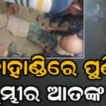 କଳାହାଣ୍ଡିରେ ପୁଣି କୁମ୍ଭୀର ଆତଙ୍କ ଭାଲୁ ବୁଟୁରା ନାଳରେ କୁମ୍ଭୀର