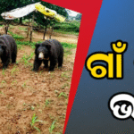 ଗାଁ ଭିତରେ ପଶିଲେ ଭାଲୁ ପଲ, ଲୋକେ ଭୟଭୀତ ହୋଇ…