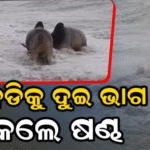 ଘୋଷଯାତ୍ରାରେ ବିରଳ ଦୃଶ୍ୟ: ସମୁଦ୍ର ପାଣିକୁ ଦୁଇ ଭାଗ କଲେ ଷଣ୍ଢ |