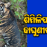 ଶିମିଳିପାଳରେ କଳା ବାଘୁଣୀର ମୃତଦେହ ଉଦ୍ଧାର