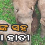 ବନ୍ୟଜନ୍ତୁ ପ୍ରେମୀଙ୍କ ଲାଗି ଖୁସି ଖବର: ଜନ୍ମ ହେଲା ହାତୀ ଛୁଆ