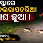 କ୍ଷେତମୁଣ୍ଡଳି ରାସ୍ତାରେ ୨ କଲରାପତରିଆ ବାଘ ଛୁଆ: ଘୁମୁସର ଉତ୍ତର ବନଖଣ୍ଡରେ ବଢ଼ୁଛି ବନ୍ୟପ୍ରାଣୀଙ୍କ ଚଳପ୍ରଚଳ